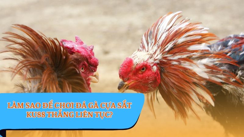 Đá gà cựa sắt - Tuyệt chiêu cá cược